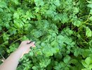 Копаю картофель только после сигнала соседа-агронома: так делают 4 поколения нашей деревни, и урожай всегда отличный
