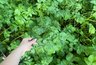 Миниатюра новости: Копаю картофель только после сигнала соседа-агронома: так делают 4 поколения нашей деревни, и урожай всегда отличный