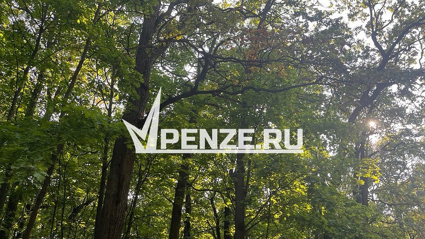 Главная картинка новости: Спасатели пришли на помощь  заблудившемуся подростку в Бессоновском районе