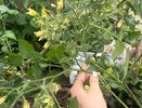 Вместо мясистых помидорок — пустоцветы и гниль: 11 сортов томатов, которые подвели этим летом - больше сажать не буду