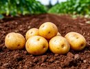 Сею эти сидераты после картофеля уже 15 лет подряд: урожай стабильно растет в 2,5 раза без единого килограмма навоза