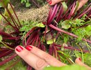 Вот когда убирают свеклу: 3 беспроигрышных признака - ясно с первого взгляда, научил дедушка из деревни