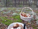 Это лучший гриб леса, который все обходят стороной, хотя он настоящий деликатес