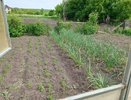 Раскидываю 1 пачку копеечной крупы по грядкам — и земля к весне станет как чернозем -  навоз больше не нужен