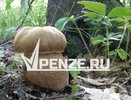 Врачи напоминают пензенцам об опасности грибного сезона