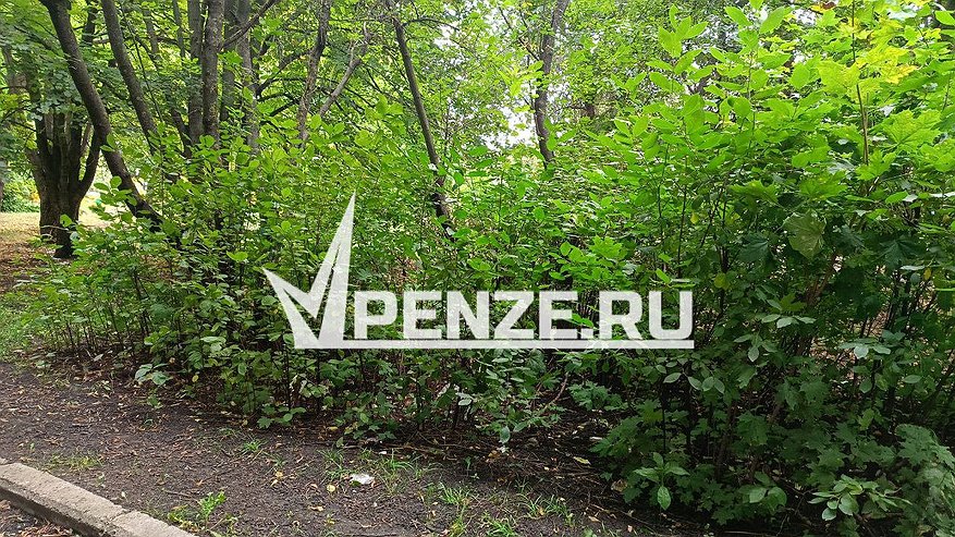 Главная картинка новости: Из-за нашествия ясеневой златки в Пензе напрочь забыли об уходе за уцелевшими деревьями