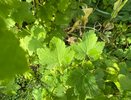 Посыпаю в сентябре кусты смородины порошком. Не верила, но ягоды стали крупнее в 5 раз