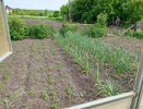Рассыпьте осенью это копеечное средство по грядкам, заменит тонны навоза и дорогих удобрений