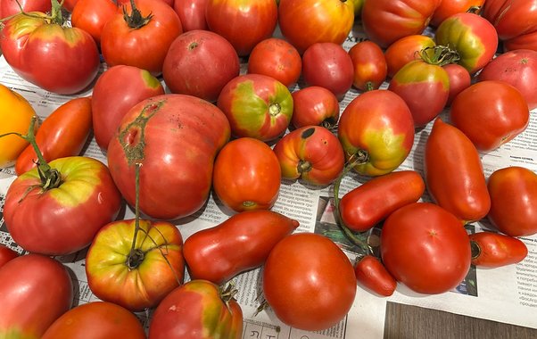 Овощи пролежат в квартире до самой весны: свежие и здоровые без погреба – 4 надежных способа