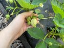 Готовлю клубнику к зиме по методу томского агронома. 5 кустов дают 6-7 кг ягод без удобрения летом