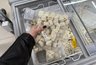 Миниатюра новости: Перемолотые рога и копыта, мяса нет: в Роскачестве назвали худшие марки пельменей