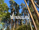 Ахуский лес замер в ожидании: Минлесхоз выставил на торги защитные участки под лесозаготовки