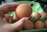 Миниатюра новости: Продавец из Пятерочки рассказал, почему нельзя покупать яйца категории С0