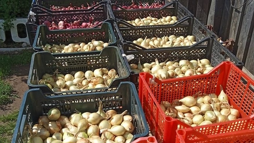 Главная картинка новости: Последний шанс посадить лук в зиму и получить головки с кулак: схема посадки, которой удивляются даже опытные агрономы