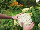 Высаживаю гортензии в холодную землю специально. Весенние посадки проигрывают осенним в 4 раза - и вот почему