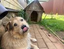 Как собаки просят нас о помощи: 7 сигналов, которые мы часто просто не замечаем