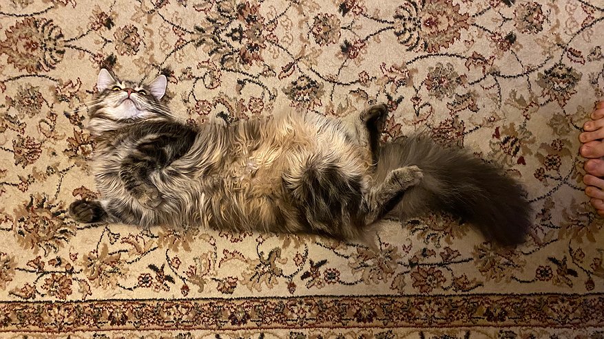 Главная картинка новости: Язык тела: вот почему кошка заваливается набок, когда вы приходите