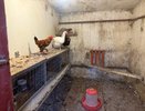 В октябре — обязательно: начинаю давать курам 1 продукт — гнёзда полны яйцами всю зиму