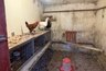 Миниатюра новости: В октябре — обязательно: начинаю давать курам 1 продукт — гнёзда полны яйцами всю зиму