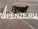 8-летней девочке из Лунино, которую покусала собака, выплатят 40 тысяч рублей