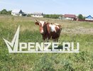 Фермеру из Колышлейского района выплатят более 127 тысяч рублей за убитую током корову