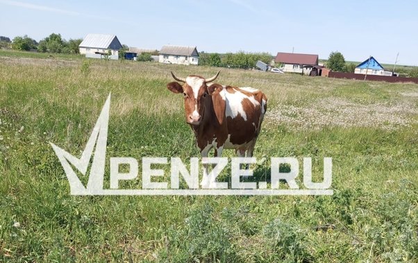 Фермеру из Колышлейского района выплатят более 127 тысяч рублей за убитую током корову