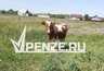Миниатюра новости: Фермеру из Колышлейского района выплатят более 127 тысяч рублей за убитую током корову