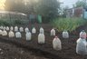Миниатюра новости: Что нужно посадить под зиму в октябре 2025 года: полный список от агрономов и важные сроки