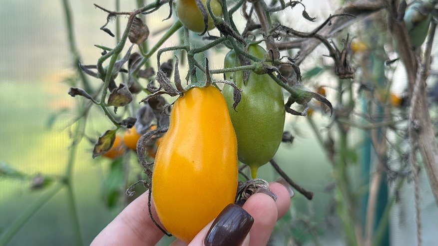 Главная картинка новости: Соседи всегда завидуют моим мини-томатам: всего 60 см в росте, а плоды! размером с кулак - делюсь 5 секретными сортами