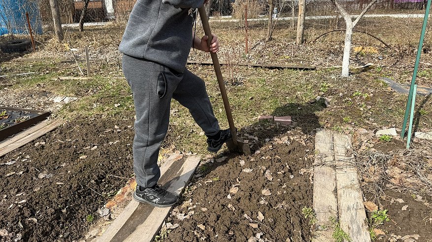 Главная картинка новости: Не навоз, не зола: подкармливаю смородину черную в октябре этим бюджетным аптечным средством - ягоды сладкие и крупные