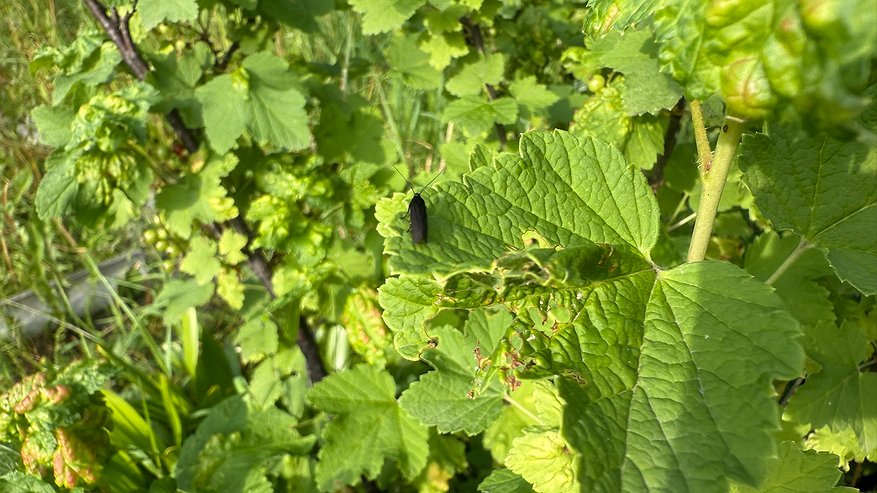 Главная картинка новости: Тля падает замертво после пары пшиков: рассказываю, как осенью правильно провести обработку сада