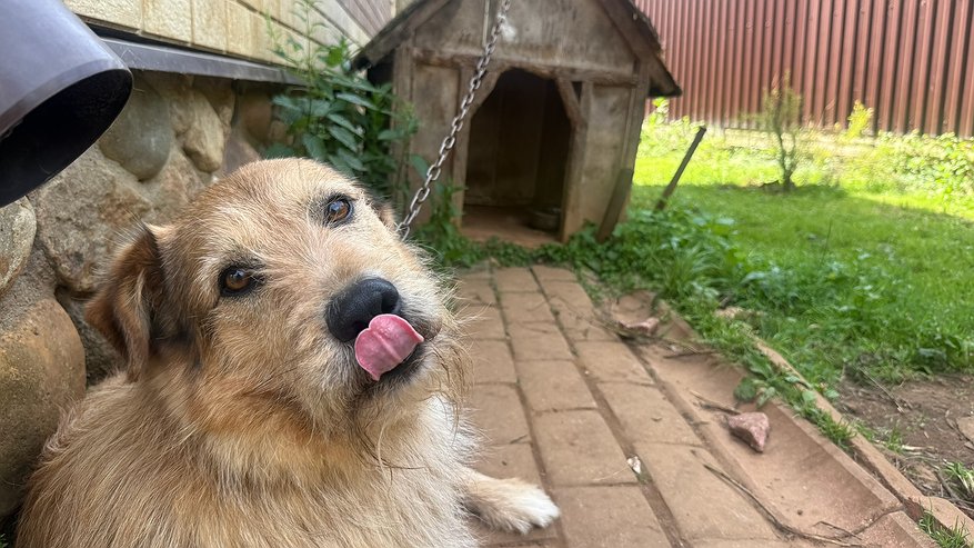 Главная картинка новости: Главные признаки одиночества у собаки — по поведению можно понять, что питомцу плохо