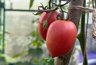 Миниатюра новости: Отобрал 15 лучших сортов томатов за 12 лет опыта. Они растут сами и плодоносят до морозов