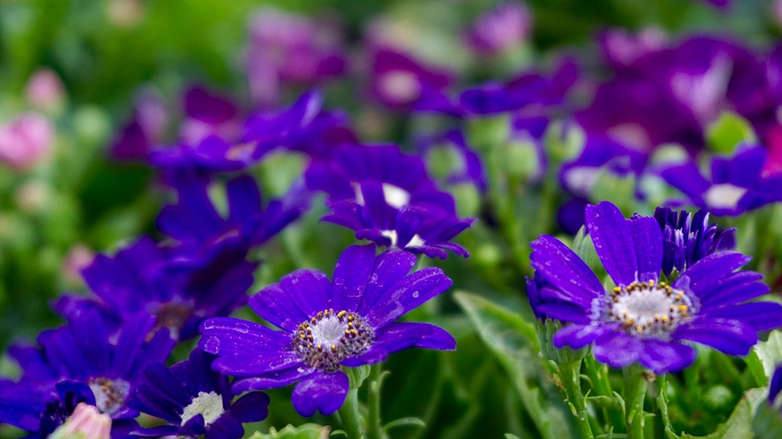 Главная картинка новости: Многолетники, которые я сею под зиму: ноябрь — идеальное для этого время