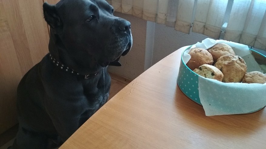 Главная картинка новости: Почему собаки не любят, когда им пристально смотрят в глаза