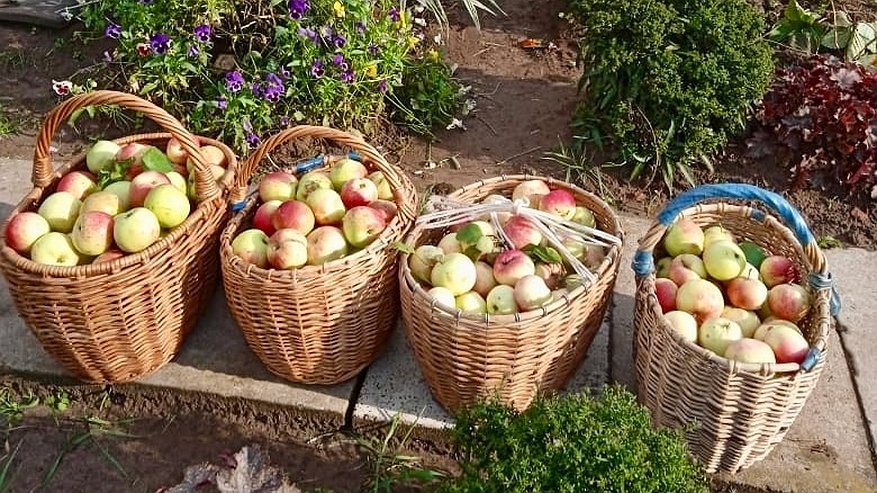 Главная картинка новости: Поехал на сезон поработать в Польшу и понял, почему наши деревни пустеют — и дело тут не только в зарплатах