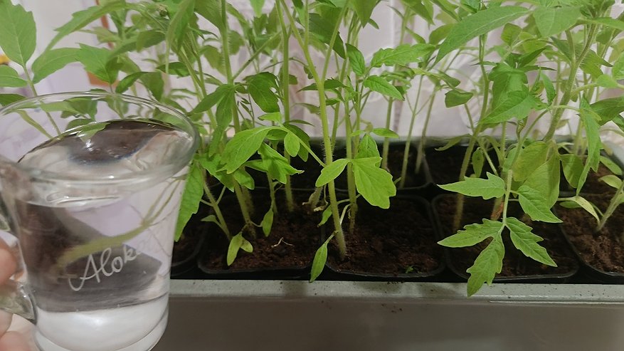 Главная картинка новости: Вот почему у наших бабушек рассада без подсветки и подкормок - как лес стояла, а у нас - как былинки в поле. 3 причины и про объективное