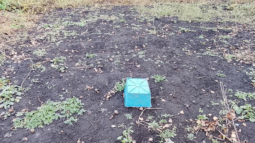 Главная картинка новости: Высыпайте хоть на снег: это удобрение осенью важнее всех - в следующем сезоне без него урожая не будет