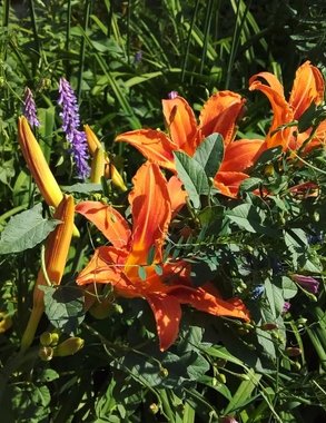 Сажаю эти 12 цветов только под зиму — весной цветник сам оживает и радует пышным цветением без хлопот