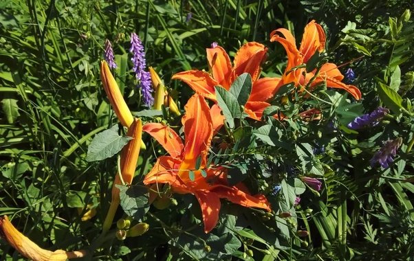 Сажаю эти 12 цветов только под зиму — весной цветник сам оживает и радует пышным цветением без хлопот