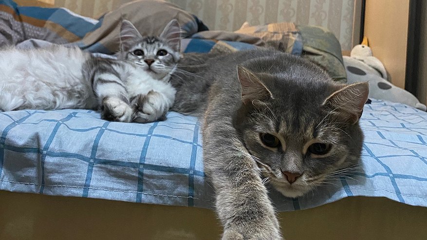 Главная картинка новости: Хозяин спит, а кошка по нему ходит как по тротуару. Что это означает