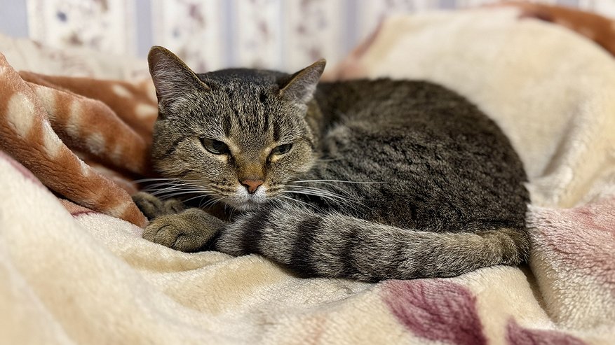 Главная картинка новости: Почему надо радоваться, если кошка при виде вас сразу бежит точить когти