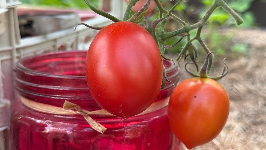 Главная картинка новости: Вместо сотни стаканчиков рассады теперь сею томаты под зиму: отдыхаю весной и получаю крепкую рассаду