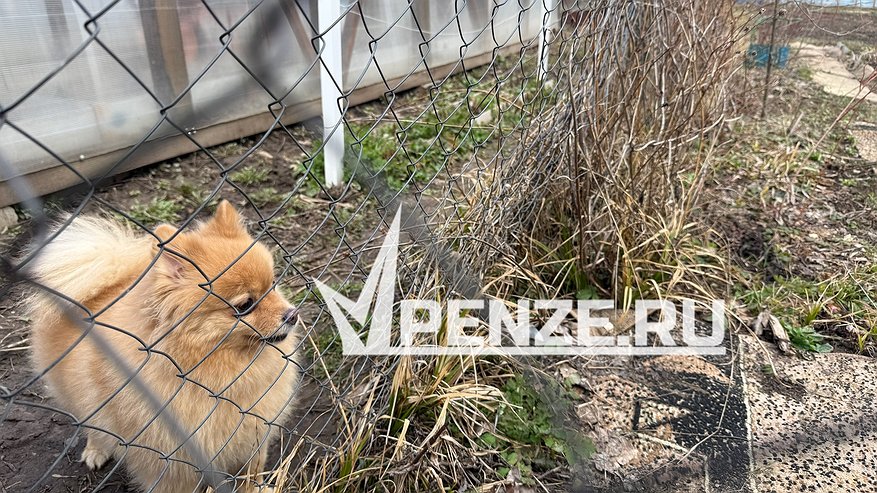 Главная картинка новости: Минлесхоз: кладбища домашних питомцев на территории Пензы нелегальны