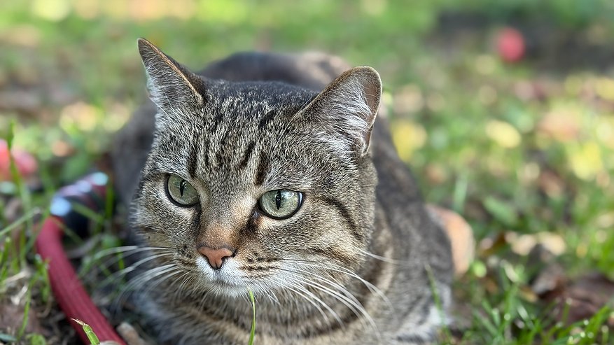 Главная картинка новости: Учёные выяснили, зачем кошки мнут хозяев лапками, бодаются и нюхают дыхание - причина удивит