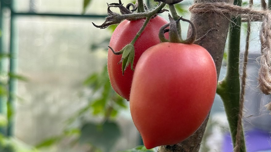 Главная картинка новости: Сорт томатов, идеально подходящий для консервации — не трескается даже в +35