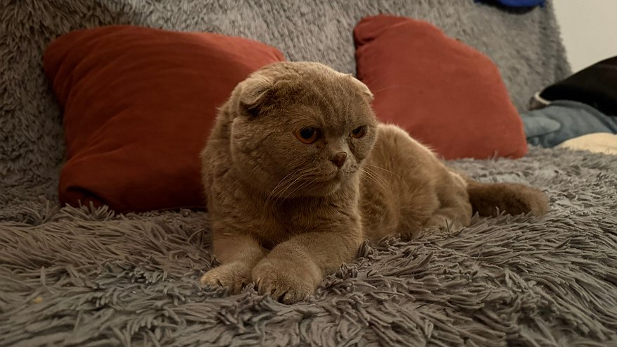 Главная картинка новости: Вот почему кошка трогает хозяина лапой: тайный смысл милой привычки