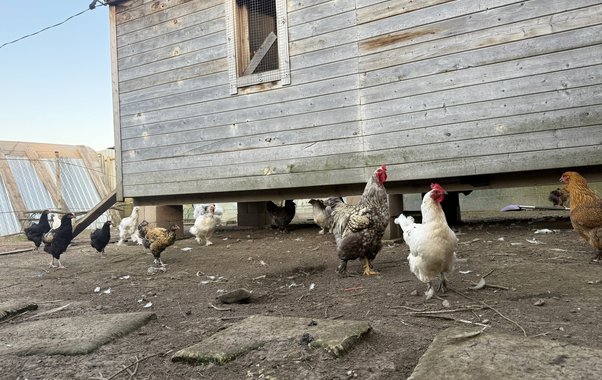 Самые "выгодные" птицы в деревне уже давно не куры: почему селяне и дачники резко поменяли свои интересы