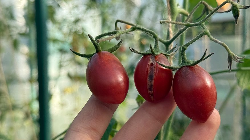 Главная картинка новости: Пора сеять комнатные томаты: эти сорта стабильно дают помидоры в квартире, даже если света мало
