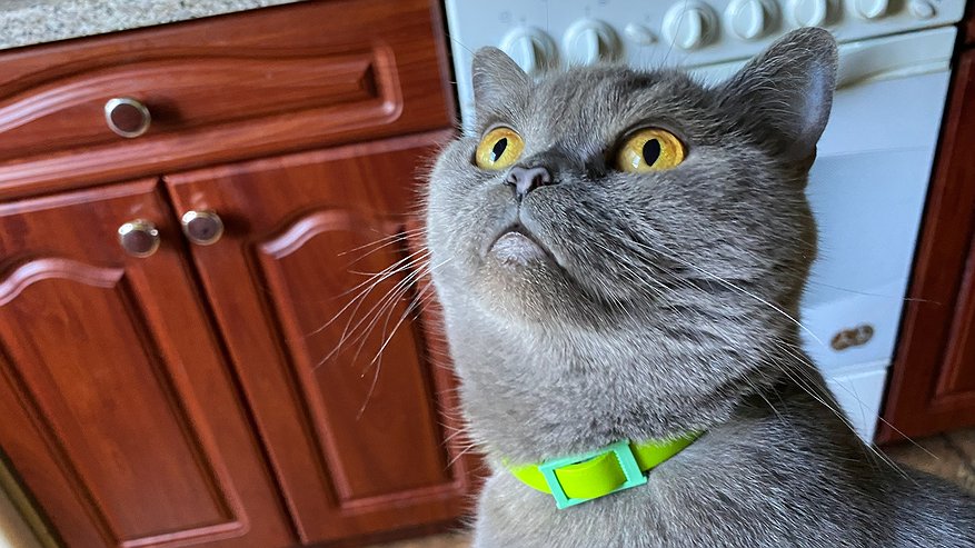 Главная картинка новости: Что хранит в памяти ваша кошка: неожиданная правда, которую учёные считают невероятной